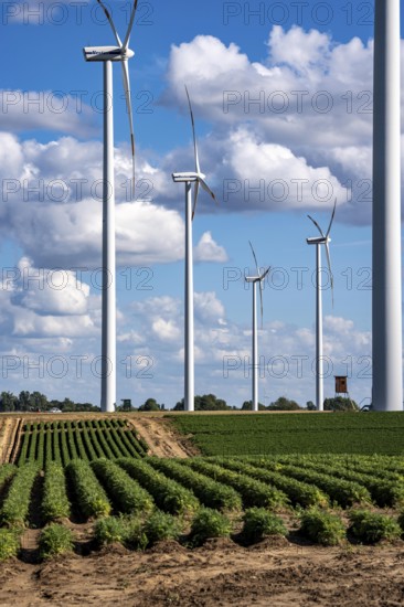 Field with carrot, in long rows, wind farm near Titz, North Rhine-Westphalia, Germany