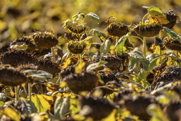 Field with sunflowers, dried up, the vegetative phase of the plants is over, the sunflower seeds can now be harvested, near Titz, North Rhine-Westphalia, Germany