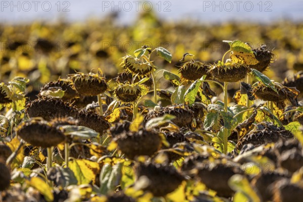 Field with sunflowers, dried up, the vegetative phase of the plants is over, the sunflower seeds can now be harvested, near Titz, North Rhine-Westphalia, Germany