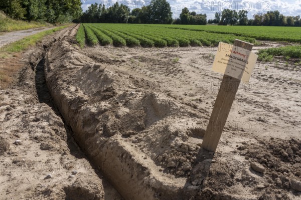 Field with carrots, surrounded by a mouse ditch that is so deep and wide that mice cannot get into the field and gnaw on the plants, near Titz, North Rhine-Westphalia, Germany