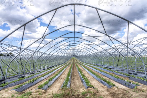 Strawberry cultivation, greenhouse without foil, after harvest, end of season, strawberry plants still growing in the foil for the next season, near Titz, North Rhine-Westphalia, Germany
