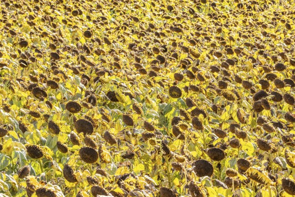 Field with sunflowers, dried up, the vegetative phase of the plants is over, the sunflower seeds can now be harvested, near Titz, North Rhine-Westphalia, Germany