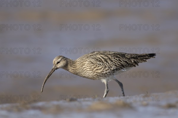 Eurasian curlew (Numenius arquata) adult wader bird on a mudflat, England, United Kingdom