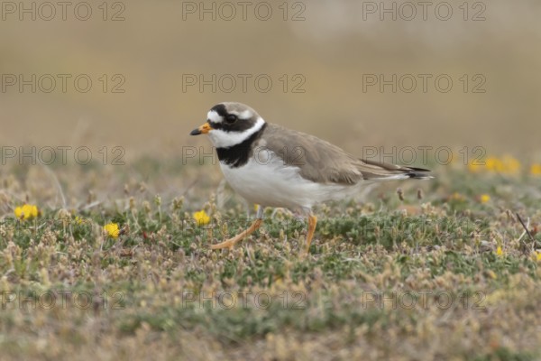 Ringed plover (Charadrius hiaticula) adult wader bird on coastal dunes, England, United Kingdom