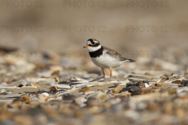 Ringed plover (Charadrius hiaticula) adult wader bird on a shingle beach, England, United Kingdom