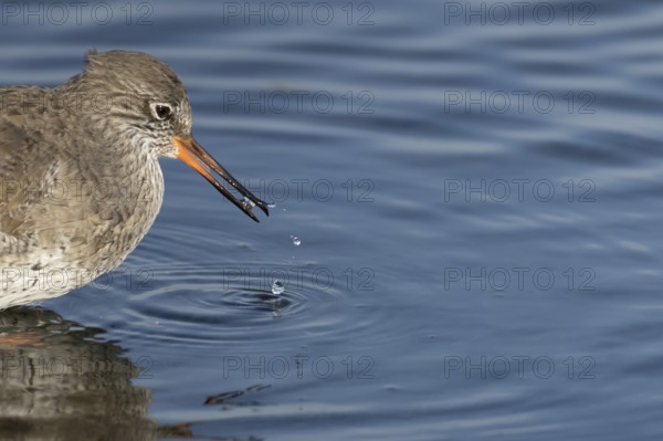 Common redshank (Tringa totanus) adult wader bird feeding in a shallow lagoon, England, United Kingdom