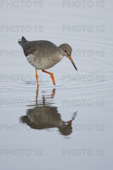 Common redshank (Tringa totanus) adult wader bird in a shallow lagoon, England, United Kingdom