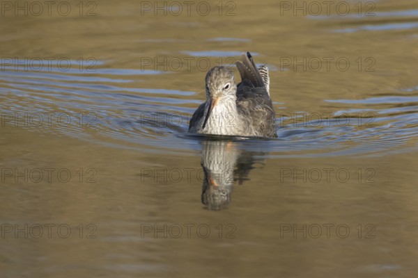 Common redshank (Tringa totanus) adult wader bird in a shallow lagoon, England, United Kingdom
