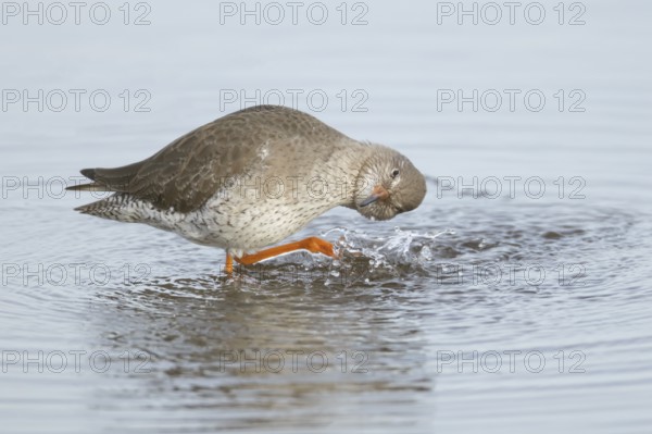 Common redshank (Tringa totanus) adult wader bird bathing in a shallow lagoon, England, United Kingdom