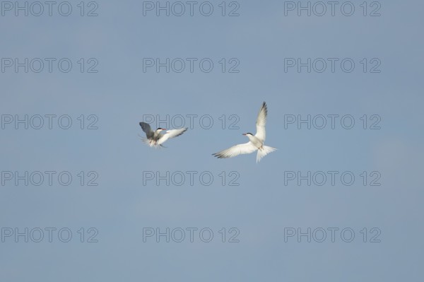 Common tern (Sterna hirundo) two adult birds hovering in flight, England, United Kingdom