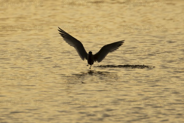Common tern (Sterna hirundo) adult bird in flight taking off from a lagoon at sunset, England, United Kingdom