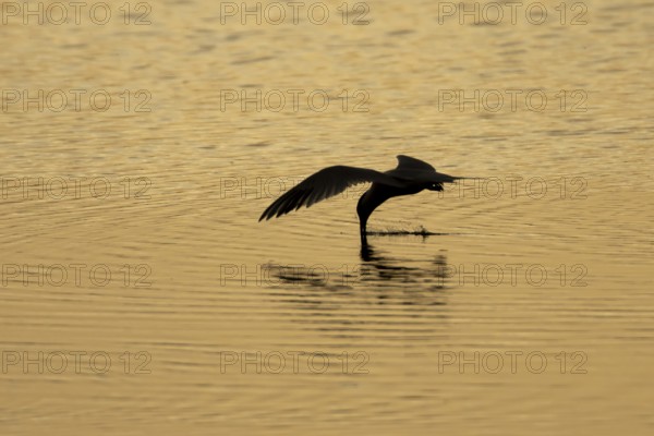 Common tern (Sterna hirundo) adult bird in flight drinking water from a lagoon at sunset, England, United Kingdom
