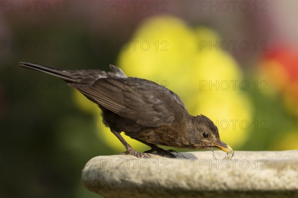 Eurasian blackbird (Turdus merula) adult female bird drinking from a garden bird bath, England, United Kingdom