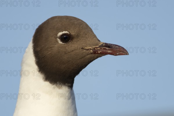 Black headed gull (Chroicocephalus ridibundus) adult bird head portrait, England, United Kingdom