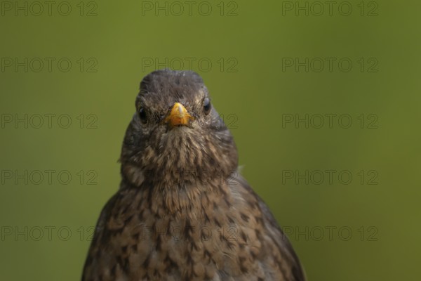 Eurasian blackbird (Turdus merula) adult female bird head portrait, England, United Kingdom