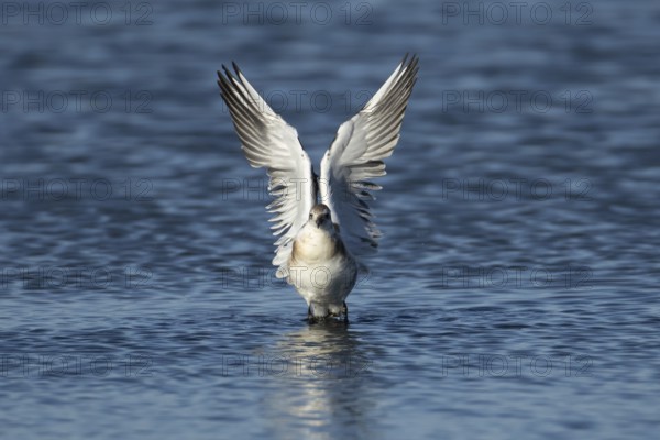 Black headed gull (Chroicocephalus ridibundus) juvenile bird taking off in flight from a lagoon, England, United Kingdom