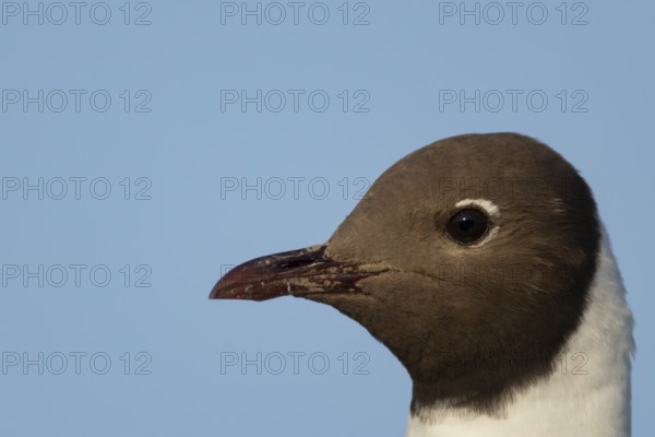 Black headed gull (Chroicocephalus ridibundus) adult bird head portrait, England, United Kingdom