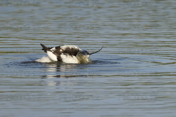 Pied avocet (Recurvirostra avosetta) adult bird bathing in a lagoon, England, United Kingdom