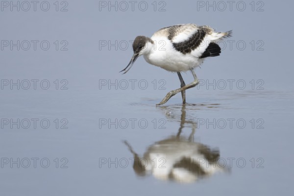 Pied avocet (Recurvirostra avosetta) adult wader bird walking in a shallow lagoon, England, United Kingdom