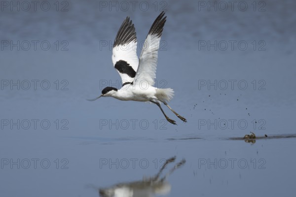 Pied avocet (Recurvirostra avosetta) adult wader bird taking off in flight from a shallow lagoon, England, United Kingdom