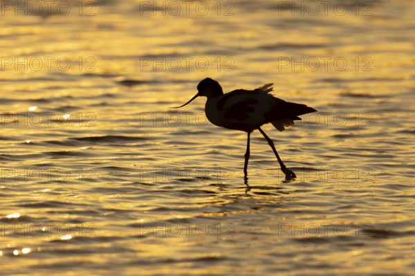 Pied avocet (Recurvirostra avosetta) silhouette of an adult wader bird in a shallow lagoon at sunset, England, United Kingdom