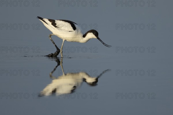 Pied avocet (Recurvirostra avosetta) adult wader bird feeding in a shallow lagoon, England, United Kingdom