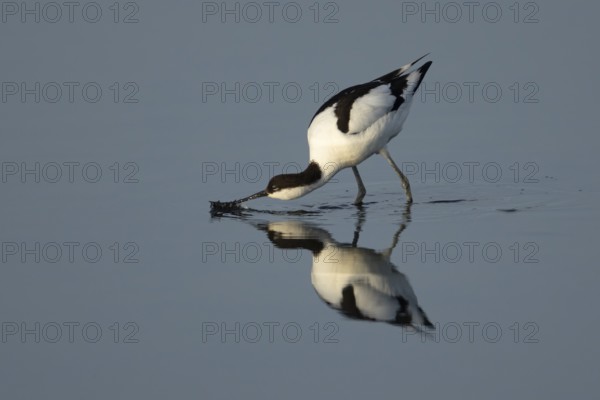 Pied avocet (Recurvirostra avosetta) adult wader bird feeding in a shallow lagoon, England, United Kingdom