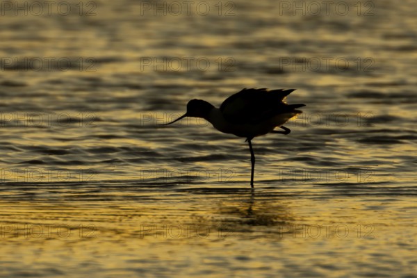 Pied avocet (Recurvirostra avosetta) silhouette of an adult wader bird in a shallow lagoon at sunset, England, United Kingdom