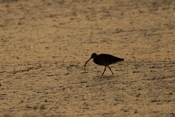 Eurasian curlew (Numenius arquata) silhouette of an adult wader bird feeding on a lugworm on a mudflat at sunset, England, United Kingdom