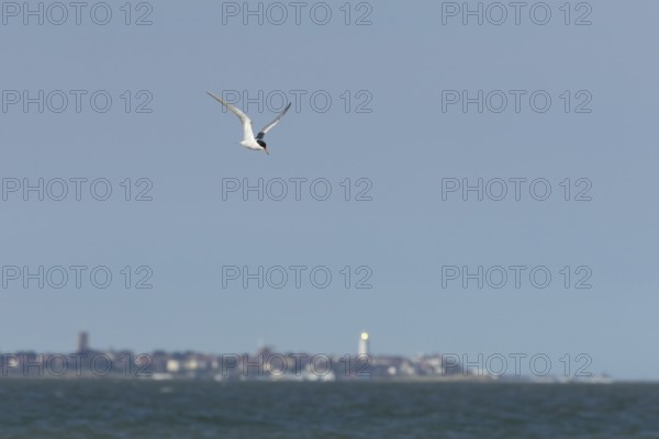 Common tern (Sterna hirundo) adult bird in flight over the sea with the town of Southwold in the background, Suffolk, England, United Kingdom