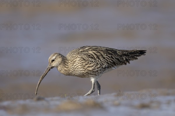 Eurasian curlew (Numenius arquata) adult wader bird on a mudflat, England, United Kingdom