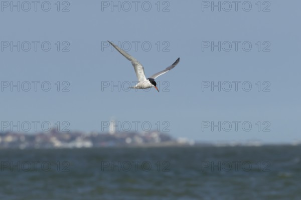 Common tern (Sterna hirundo) adult bird in flight over the sea with the town of Southwold in the background, Suffolk, England, United Kingdom