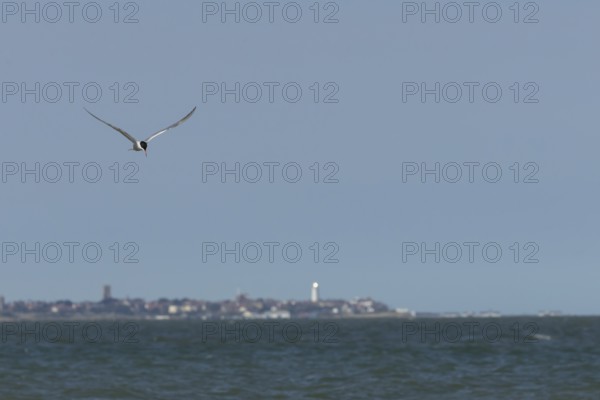 Common tern (Sterna hirundo) adult bird in flight over the sea with the town of Southwold in the background, Suffolk, England, United Kingdom
