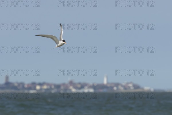 Common tern (Sterna hirundo) adult bird with a fish in its beak in flight over the sea with the town of Southwold in the background, Suffolk, England, United Kingdom