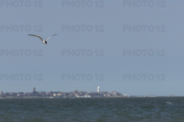 Common tern (Sterna hirundo) adult bird in flight over the sea with the town of Southwold in the background, Suffolk, England, United Kingdom