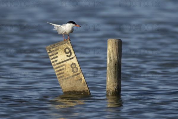 Common tern (Sterna hirundo) adult bird on a post in a lagoon, England, United Kingdom