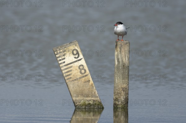 Common tern (Sterna hirundo) adult bird on a post in a lagoon, England, United Kingdom