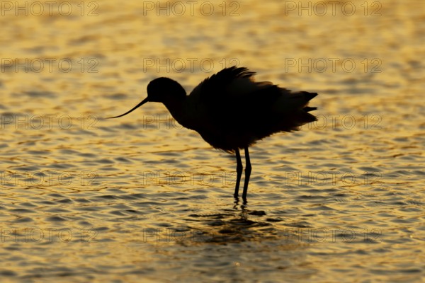 Pied avocet (Recurvirostra avosetta) silhouette of an adult wader bird in a shallow lagoon at sunset, England, United Kingdom