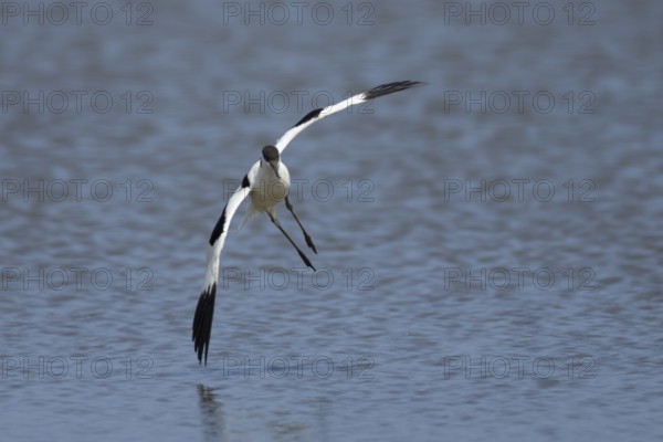 Pied avocet (Recurvirostra avosetta) adult wader bird flying low over a lagoon, England, United Kingdom