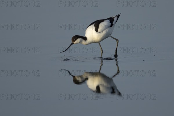 Pied avocet (Recurvirostra avosetta) adult wader bird feeding in a shallow lagoon, England, United Kingdom