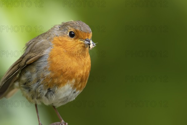 European robin (Erithacus rubecula) adult bird with insects in its beak for food, England, United Kingdom