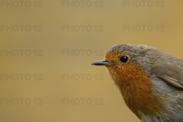 European robin (Erithacus rubecula) adult bird head portrait, England, United Kingdom