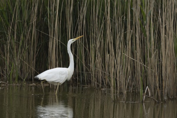 Great white egret (Ardea alba) adult bird in water on the edge of a reedbed, England, United Kingdom