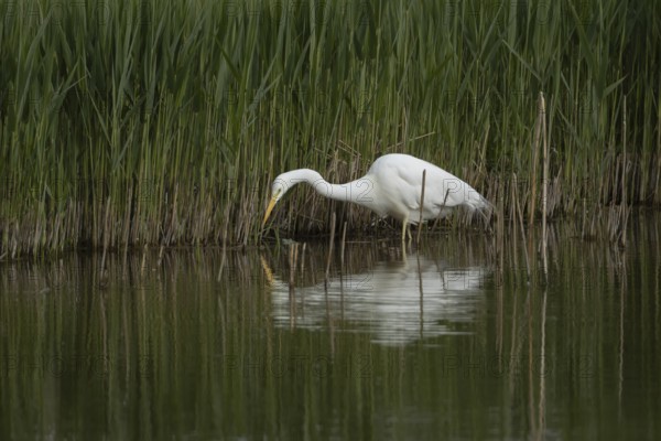 Great white egret (Ardea alba) adult bird in water on the edge of a reedbed, England, United Kingdom