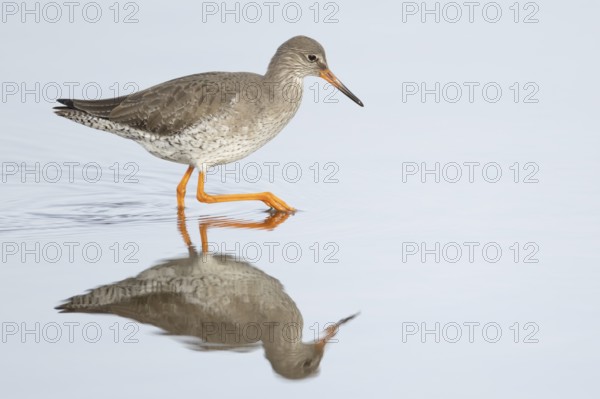 Common redshank (Tringa totanus) adult wader bird in a shallow lagoon, England, United Kingdom