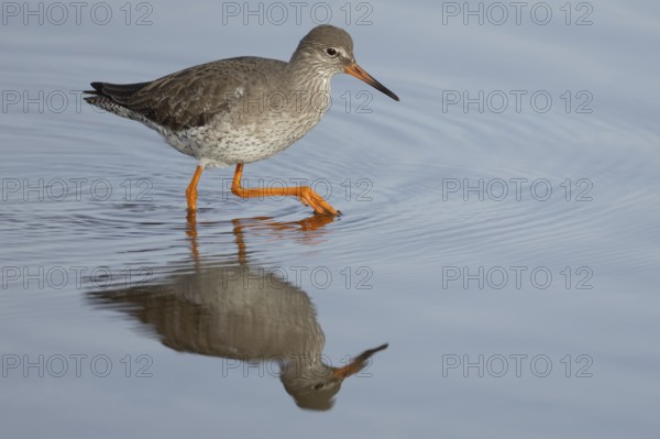 Common redshank (Tringa totanus) adult wading bird in a shallow lagoon, England, United Kingdom