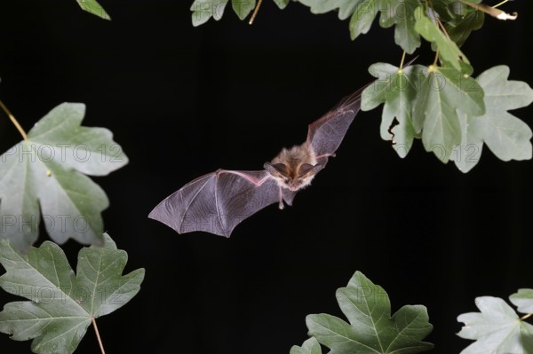 Bechstein's bat (Myotis bechsteinii) in flight, potentially endangered species, highspeed nature photo, bats, mammals, animals Siegerland, North Rhine-Westphalia, Germany