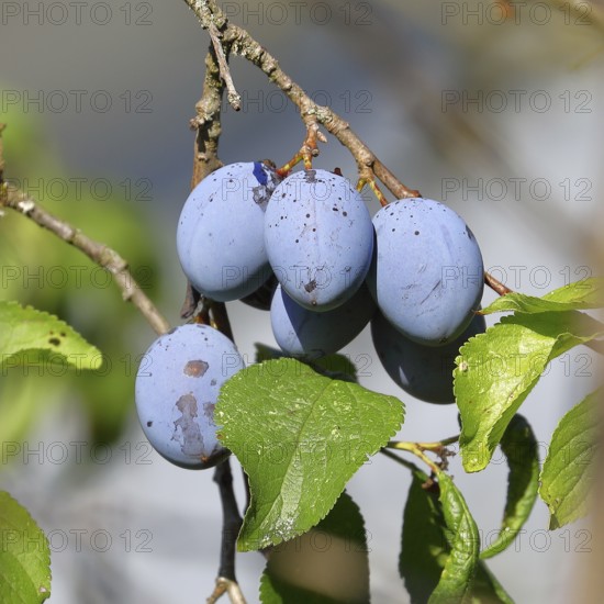 Plum, damson (Prunus domestica), ripe fruit on the tree, autumn, Wilnsdorf, North Rhine-Westphalia, Germany