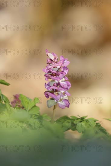 Hollow larkspur (Corydalis cava), inflorescence in a beech forest, Wilnsdorf, North Rhine-Westphalia, Germany