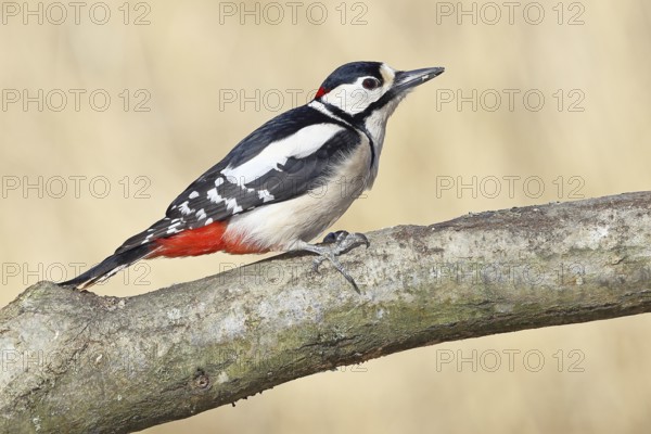 Great spotted woodpecker (Dendrocopos major), male, sitting on a branch, Wilnsdorf, North Rhine-Westphalia, Germany